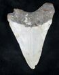 Bargain Megalodon Tooth - North Carolina #20711-1